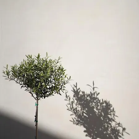 アパート Areos Luxury Vóthon